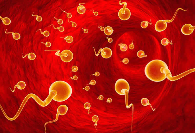 Sperm Hareketliliği ve İmmünolojik Testler hakkında bilgiler
